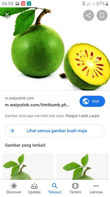 buah maja