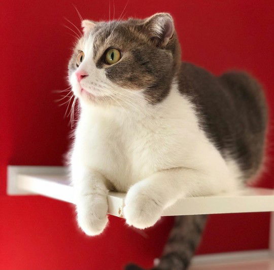 mew natnicha profile icon