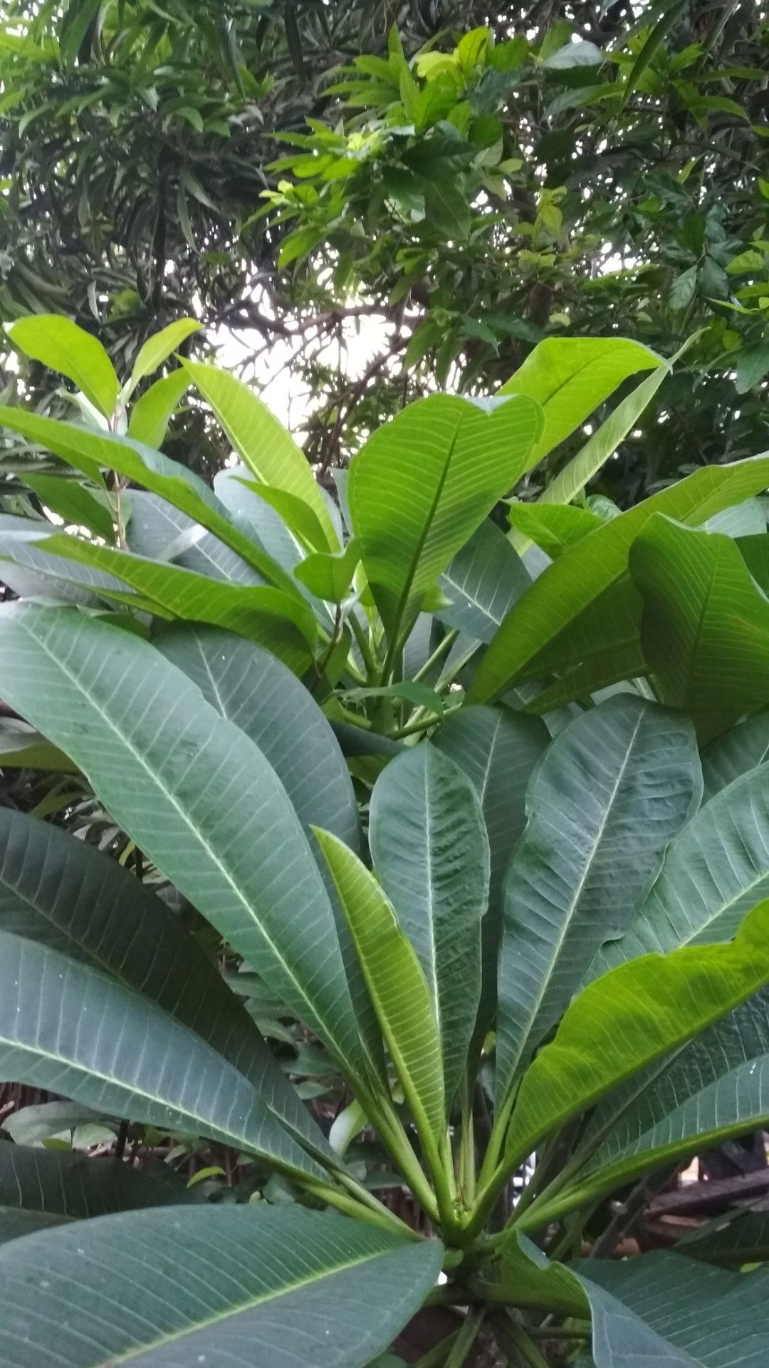 Queen be profile icon