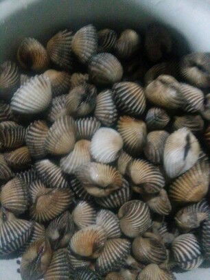 makan kerang boleh gak ?