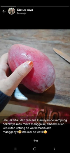 siang" makan mangga