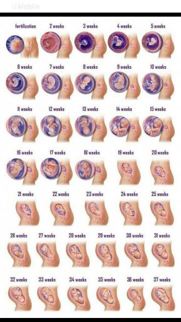 32 Weeks :-)