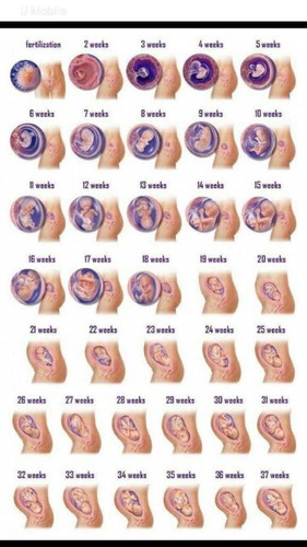 32 Weeks :-)