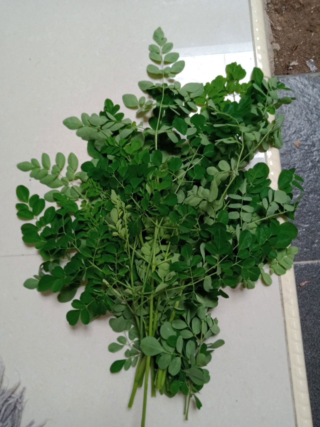 Bolehkah makan sayur kelor saat hamil?