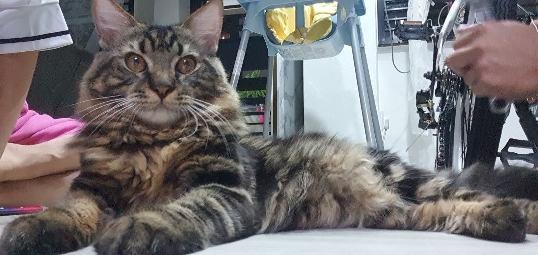 irah poppy popcorn profile icon