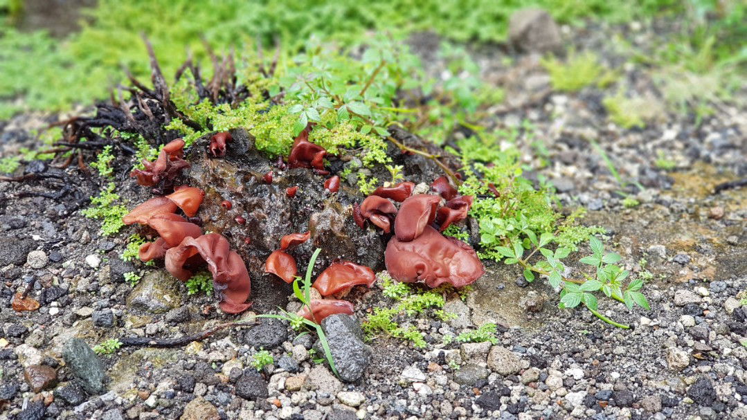 Mama Wildan profile icon