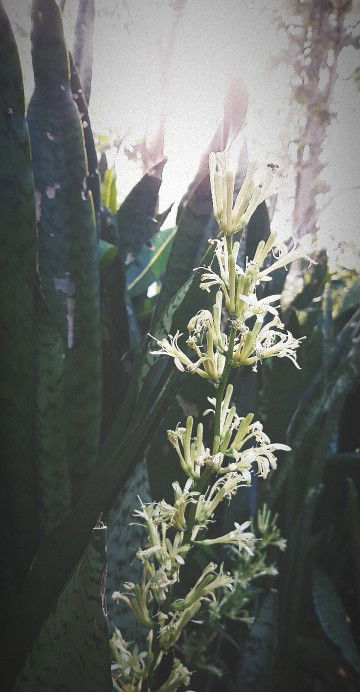 Yenny Safitri profile icon