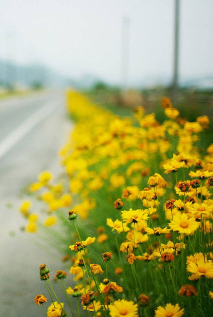 windias profile icon