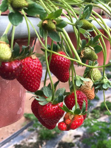 bonda comel profile icon