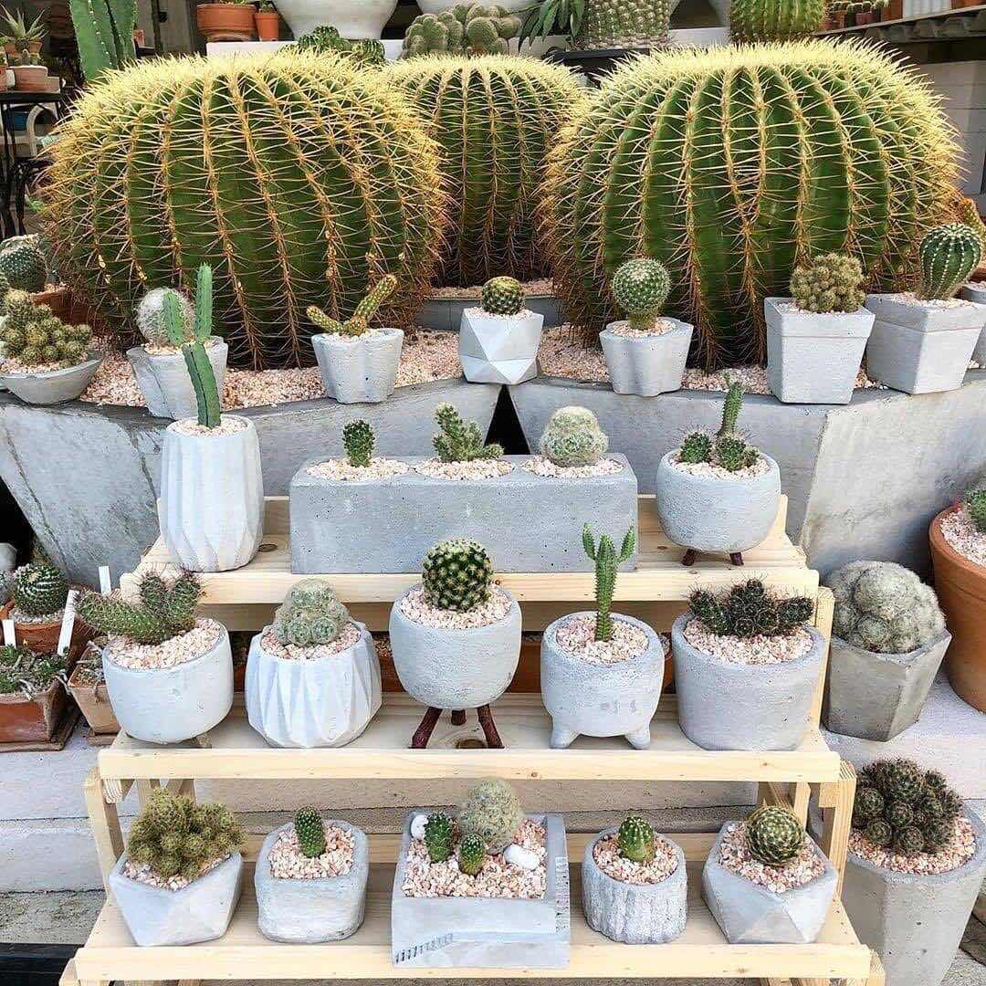 คุณแม่น้องกระเพรา profile icon