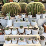 คุณแม่น้องกระเพรา profile icon