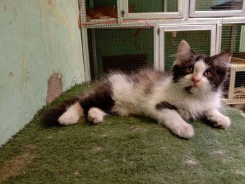 Panggil Saya Inem profile icon