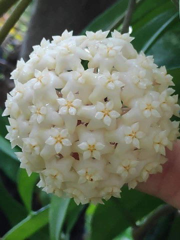 sartika profile icon