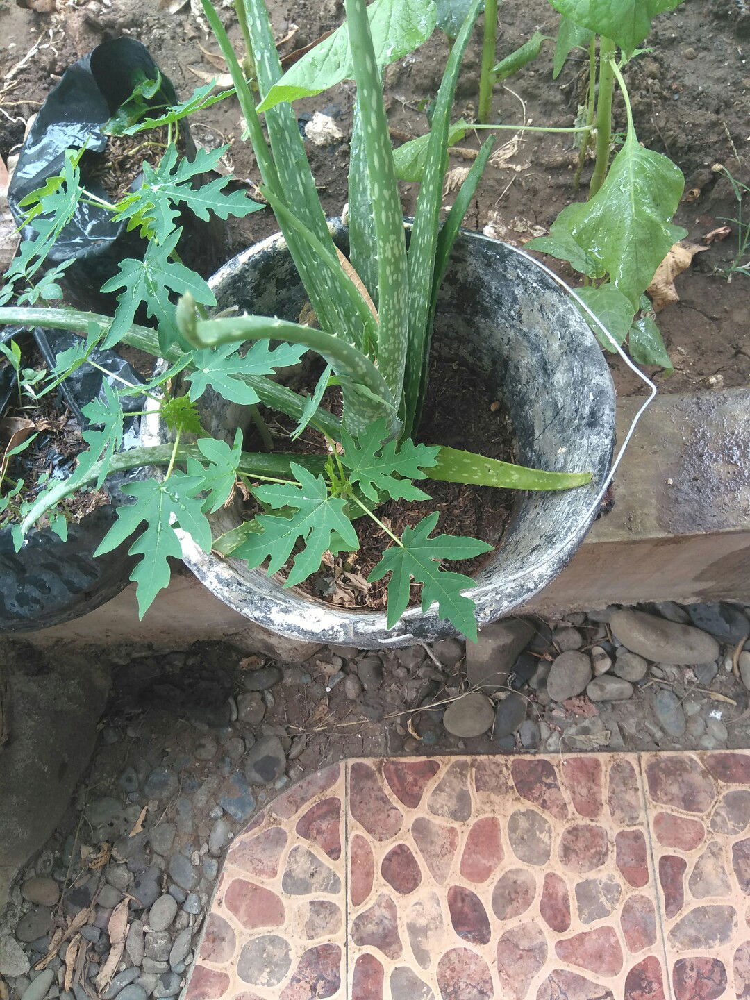 lidah buaya utk bayi