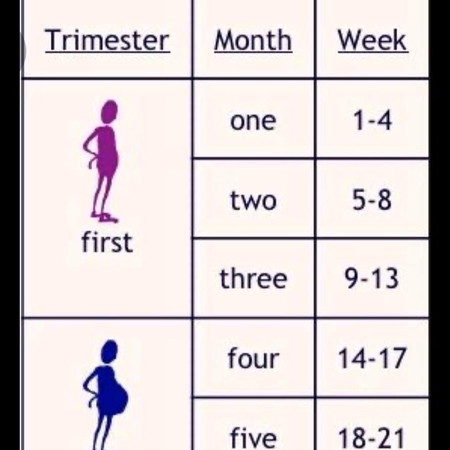 Kiraan trimester