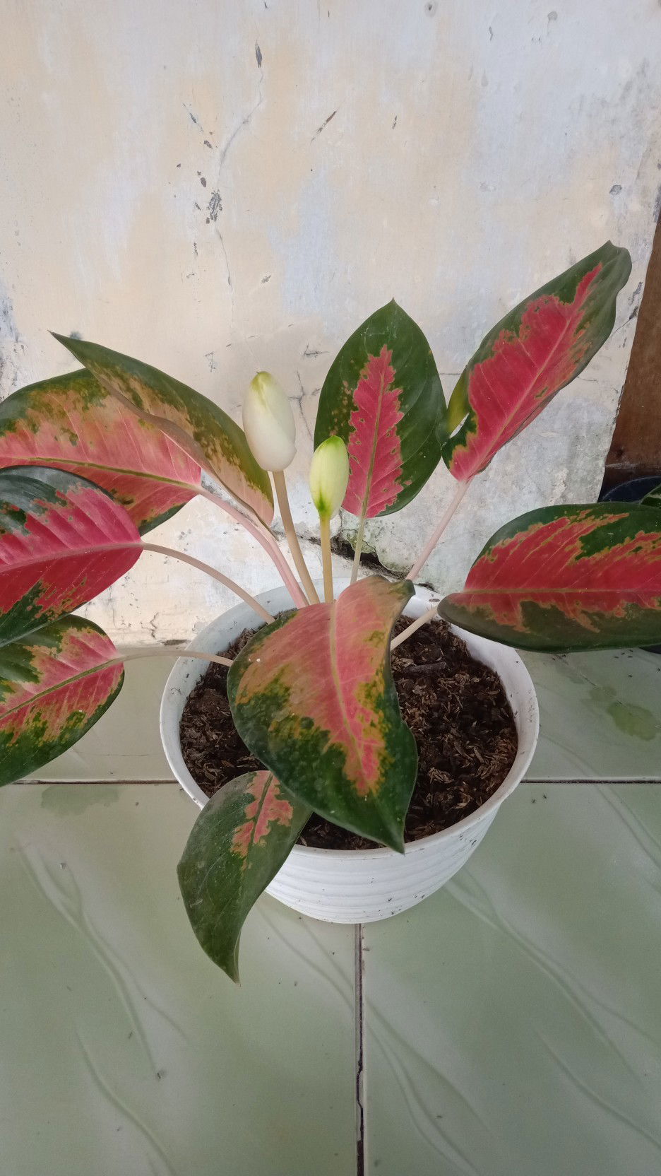 Diyah Guswan profile icon