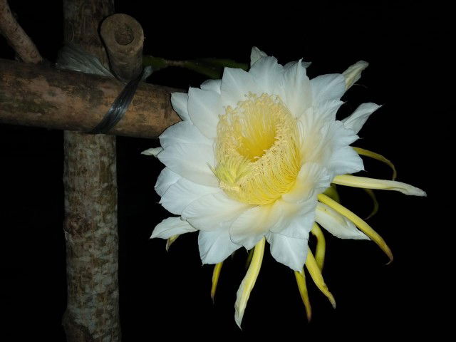 Masyithah profile icon