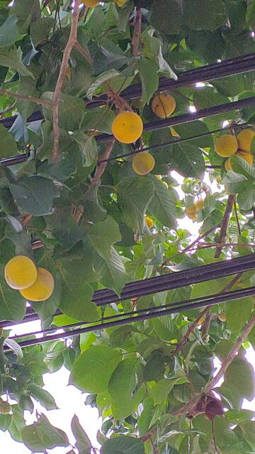 Emma Tahir profile icon