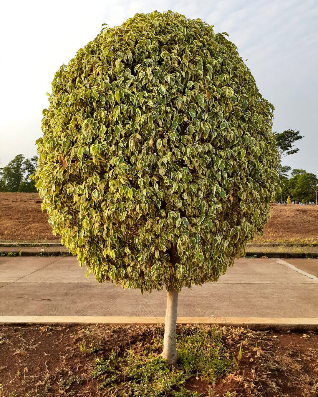 Ummu Mahira Aulia profile icon