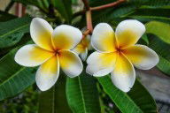 Rohana Pardede profile icon