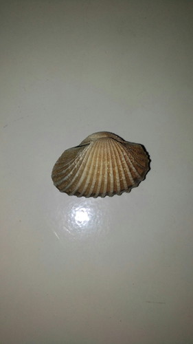 kerang