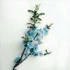 Luth Fiya profile icon