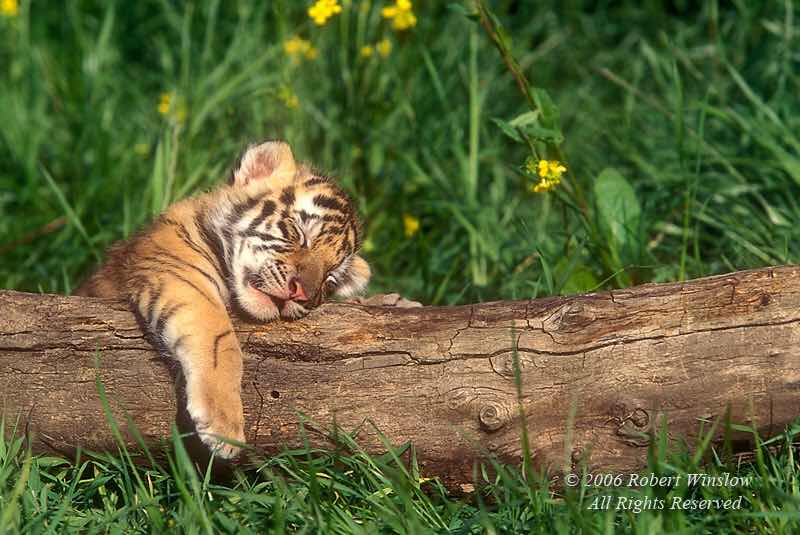 kim yến profile icon