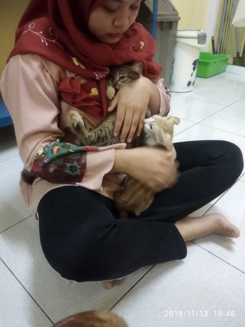 pelihara kucing