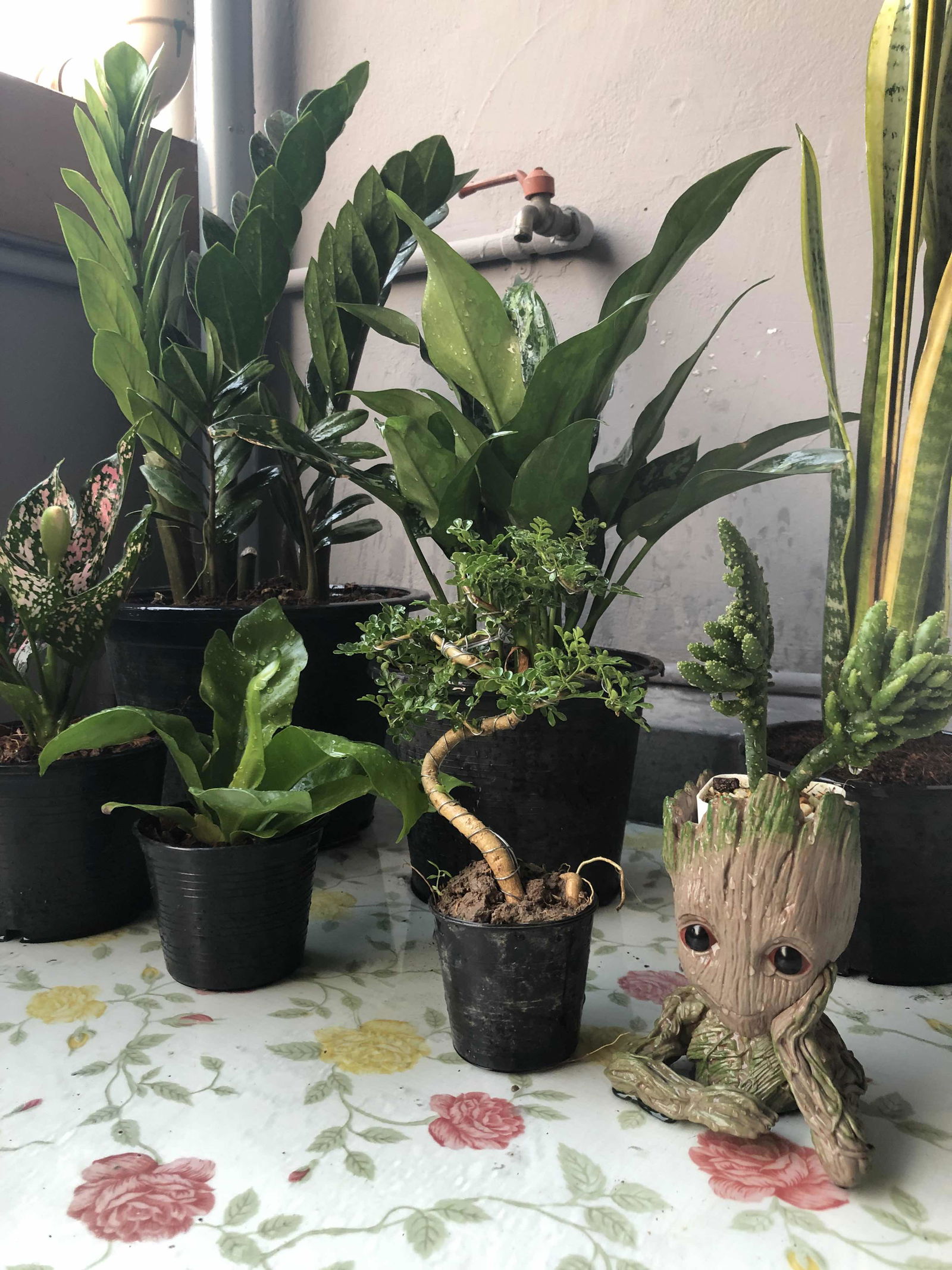 mai chan profile icon