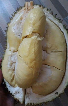 makan durian