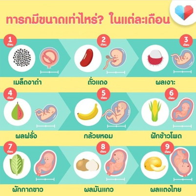 ขนาดทารกในพุง โตขนาดไหนนะ