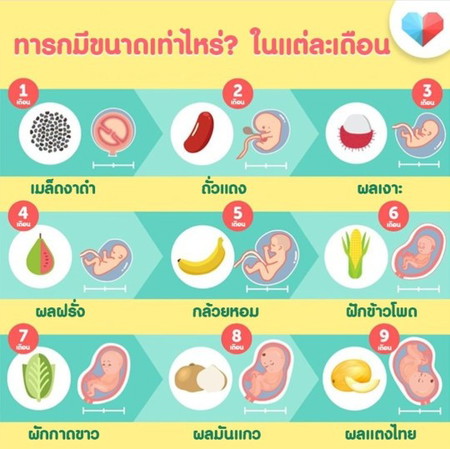 ขนาดทารกในพุง โตขนาดไหนนะ