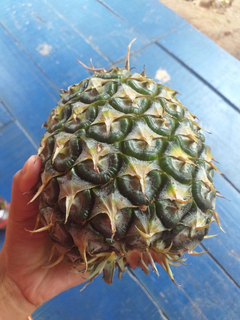 nanas setengah mateng