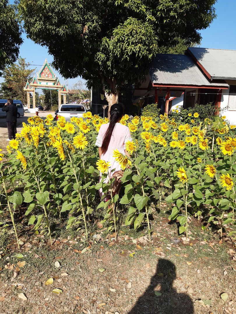 เขียนฝัน ไว้ข้างฝา profile icon