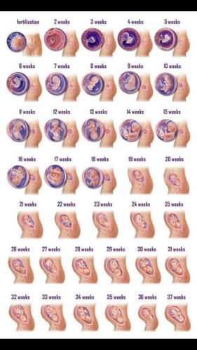 5 weeks