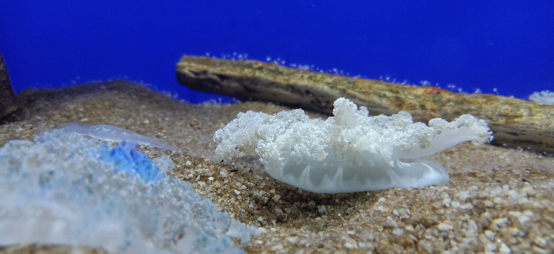 JMS'sMom profile icon