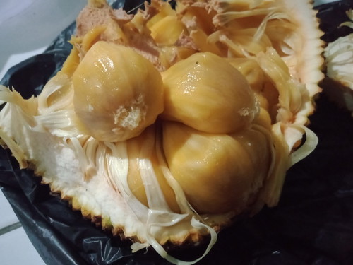 makan nangka omas