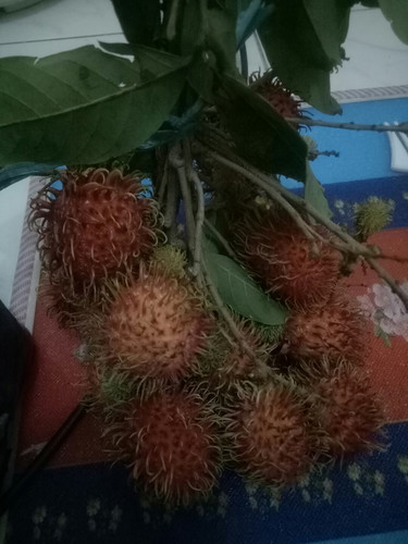 rambutan