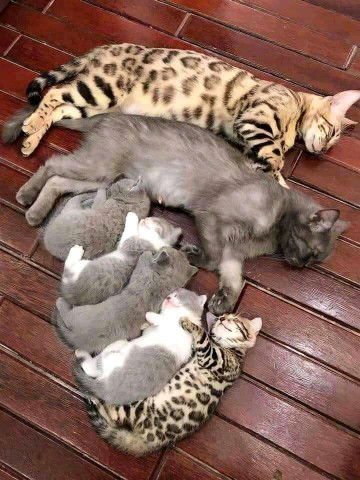 Jelita Mega profile icon