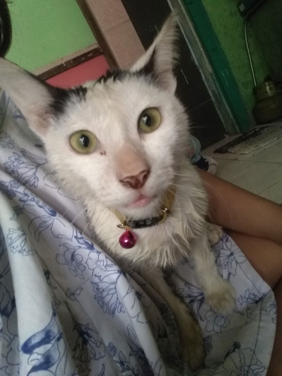 melihara kucing