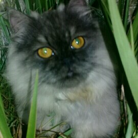 mitos bulu kucing bisa menyebabkan kemandulan