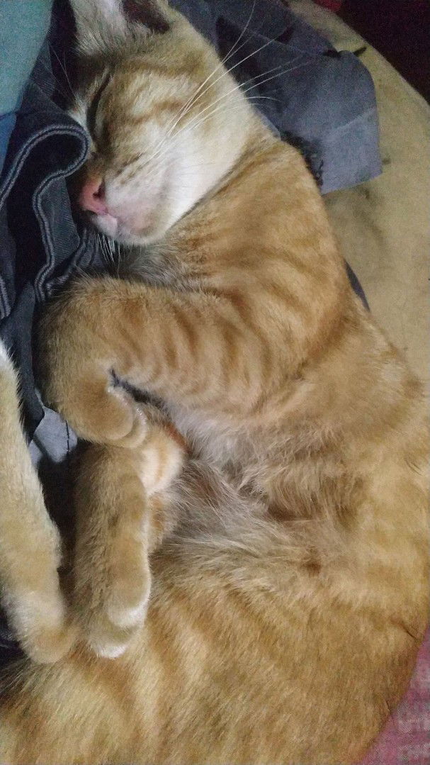 Jhanah Kim profile icon