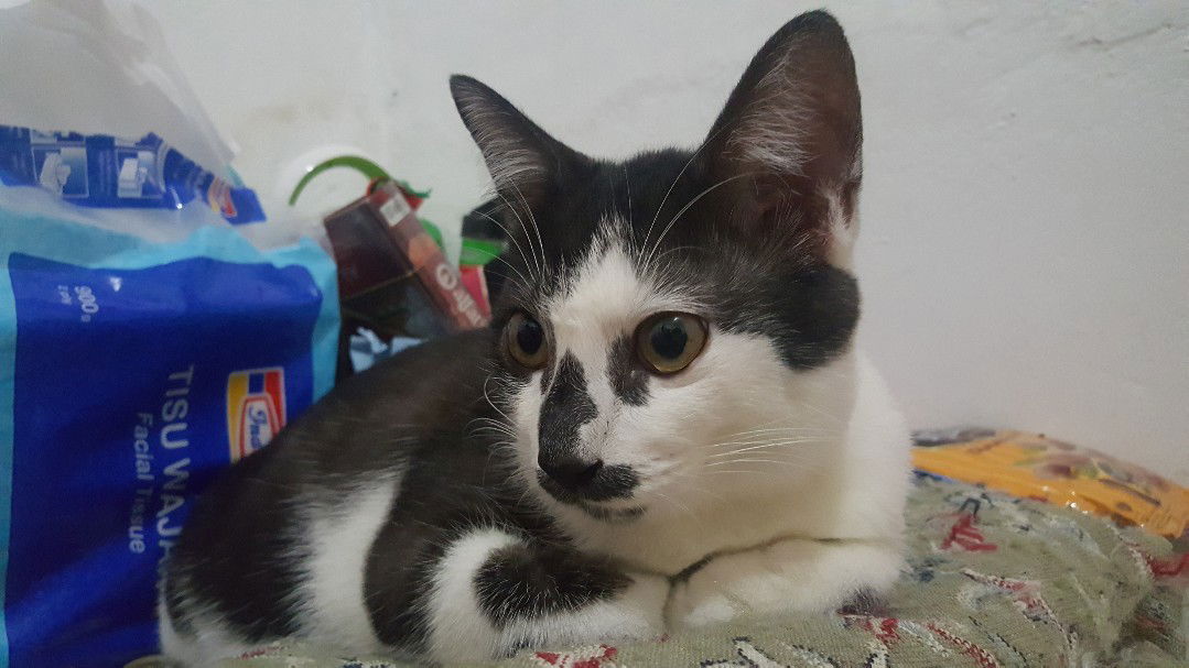 Shavira PQ profile icon