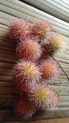 Rambutan