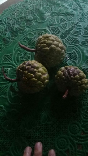 kehamilan