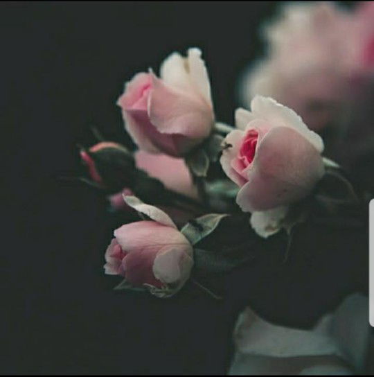 ibu imel profile icon