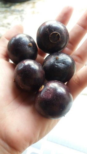 buah gowok