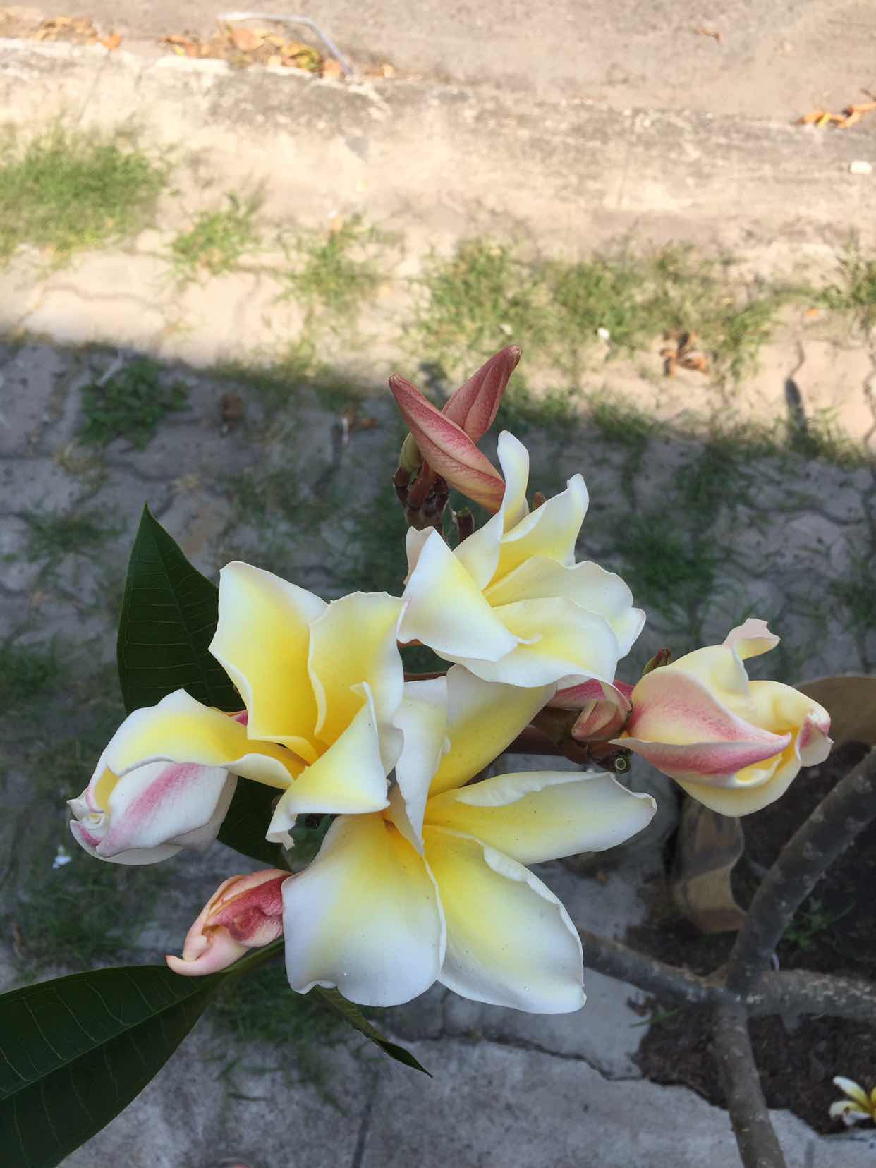 Khun Marisa profile icon