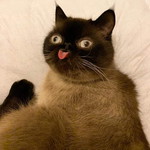 Luna profile icon