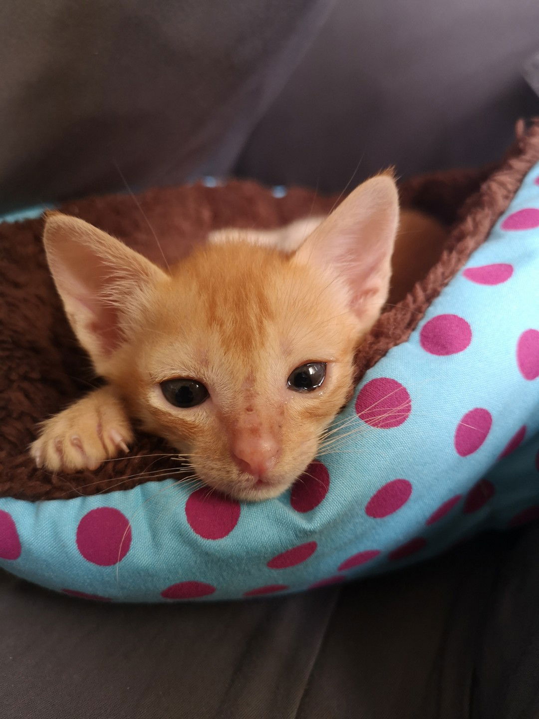 Lyn Briones profile icon